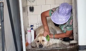 奶奶给狗狗洗澡，用刷子使劲往它的脸上搓！狗：我是要下锅了吗？