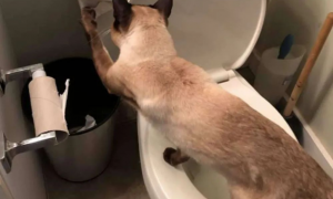 这只暹罗猫咪特喜欢玩冲水马桶，主人很无奈