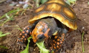 哥伦比亚红腿陆龟可以深水养吗