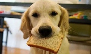 可以给狗狗吃面包片吗