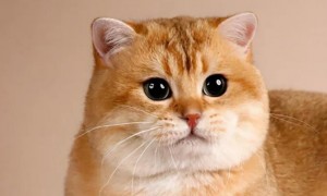 英短猫哪种颜色最漂亮呢