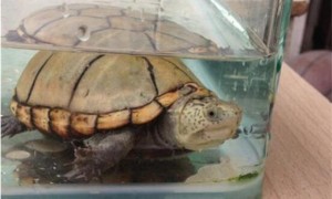 阿拉莫泥龟生病怎么处理