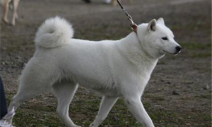 北海道犬需要怎么教