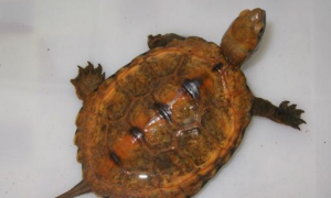 日本石龟深水养还是浅水养