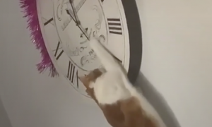 家里的时钟最近经常故障，后来发现是猫咪干得好事