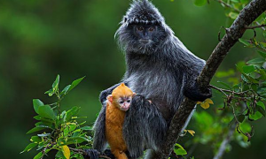 印尼叶猴是保护动物吗