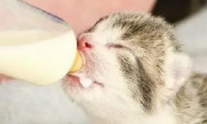 刚出生的小猫怎么喂奶
