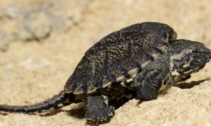 南美拟鳄龟冬眠吗