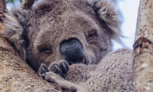 澳洲一考拉“非法”入侵民宅 瘫软在沙发上“冬眠”