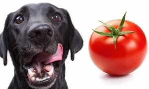 狗可以吃番茄吗？为什么？