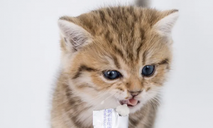 猫咪益生菌吃多少