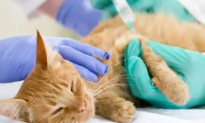 宠物猫需要打什么疫苗