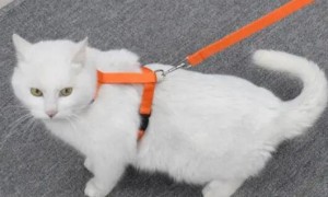 怎么给猫带牵引绳