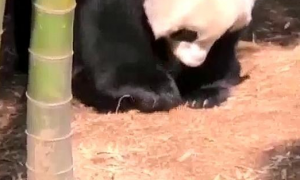 熊猫团子院子里发现竹笋，两只爪子齐开挖，网友：果然是个战五渣