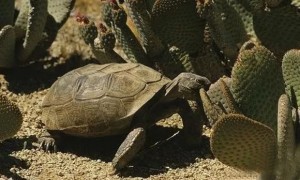 沙漠地鼠龟冬眠吗