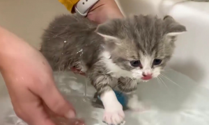 怎么给猫洗澡