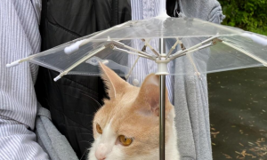 为了下雨天也能带猫咪出去散步，主人就给它准备了柄专属小雨伞