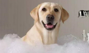 狗狗洗澡能不能用沐浴露