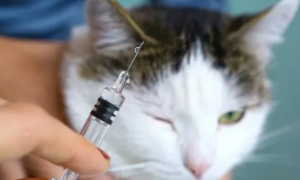 猫打完妙三多发烧可以吃退烧药吗