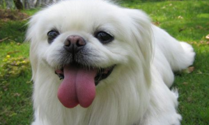 北京犬的性格外貌特征