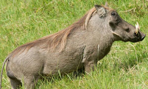 疣猪最大能养多少斤