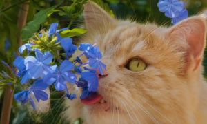 猫咪可以喝藿香正气水吗？
