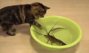 猫能吃虾吗一次能吃多少啊？