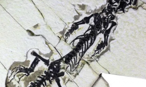 骨折！古生物学家揭示白垩纪蜥蜴的艰辛生活