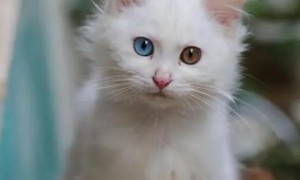猫有异瞳是怎么回事