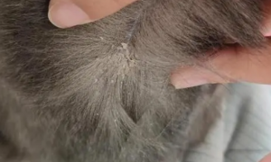 猫咪毛上有像头皮屑一样的东西怎么办