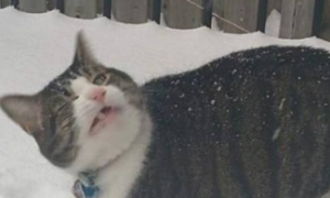 门口被积雪封住，主人去拿铁锹回来，看到猫咪的举动傻眼了