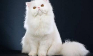 真正的波斯猫眼睛是什么颜色