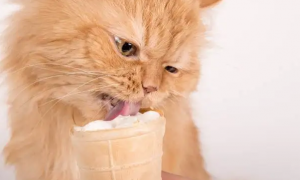 猫咪可以吃一点点冰淇淋吗