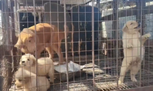 被养殖场淘汰的金毛犬，只能在笼子里端着盆子替它的孩子讨要食物