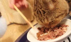 怎么给猫吃猫罐头