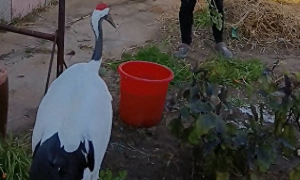 动物也躺平！黑龙江村民救助了一只丹顶鹤，被它给懒上不走了