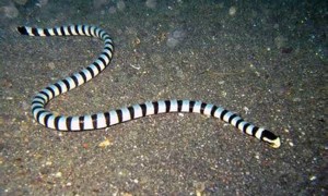 灰蓝扁尾海蛇是保护动物吗