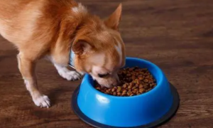 狗狗可以吃什么食物