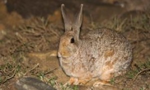 史氏岩兔几个月能繁殖