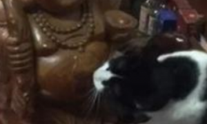 猫咪对着弥勒佛的肚子狂舔，主人被逗笑，网友：难怪笑得那么开心