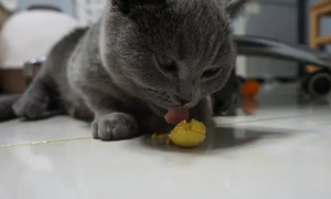猫能吃鸡蛋黄吗
