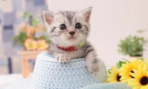猫咪刨水碗是什么意思啊