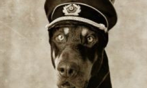 传说诞生于希特勒实验室的猛犬，却为美军屡建功勋，被立雕像纪念