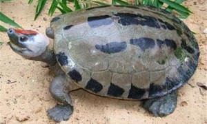 西瓜龟好养吗