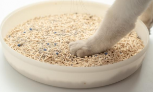 猫砂需要经常更换吗