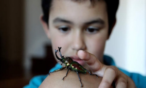 澳大利亚渐流行送孩子蟑螂等昆虫作为圣诞礼物