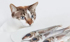 猫咪怎么吃鱼油