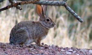 沙漠棉尾兔好养吗