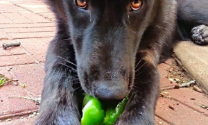 狗能吃尖椒吗