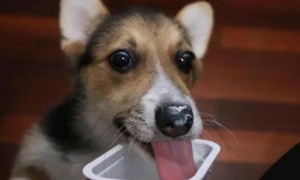 狗狗酸奶能喝吗